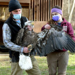 saved eagle